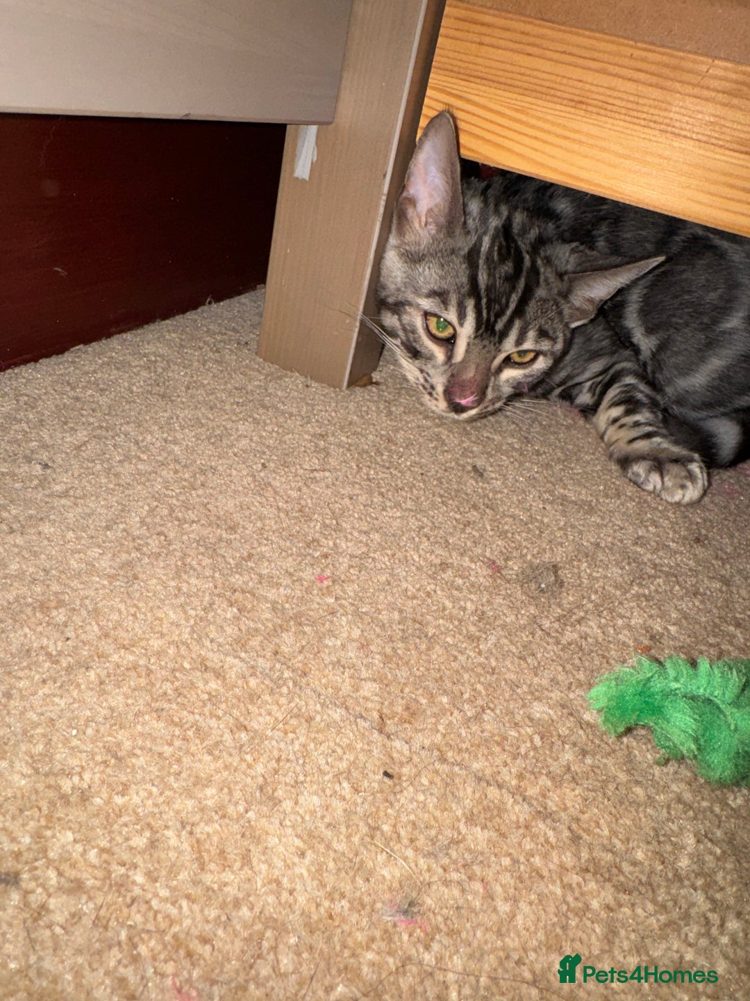 Bengal cats for sale: 8 month old silver charcoal bengal for sale  - Advert 3