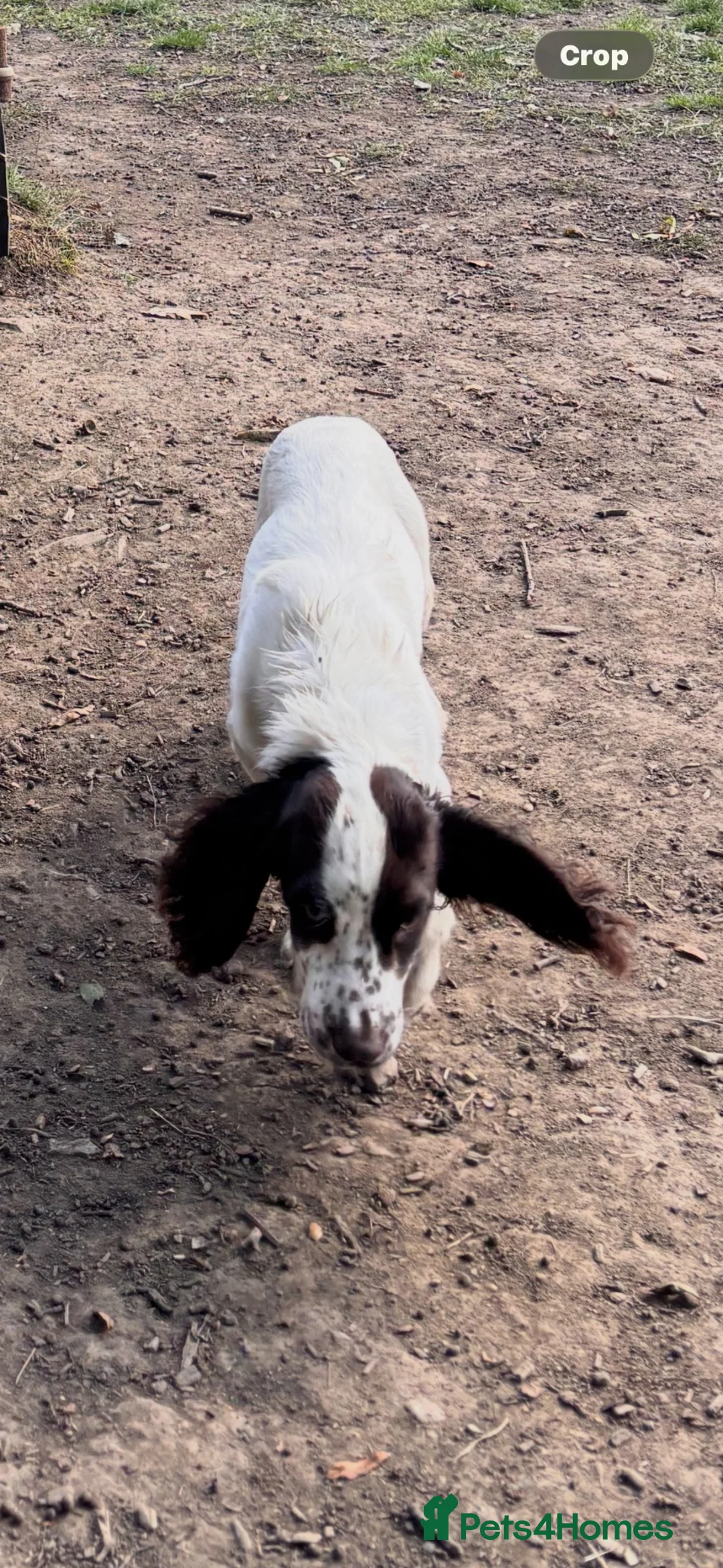 Cocker Spaniel dogs for sale: Beautiful 1 year old male cocker spaniel  - Advert 2