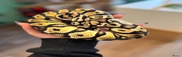 Python Snake reptiles for sale: Royal Ball python  - Advert 2