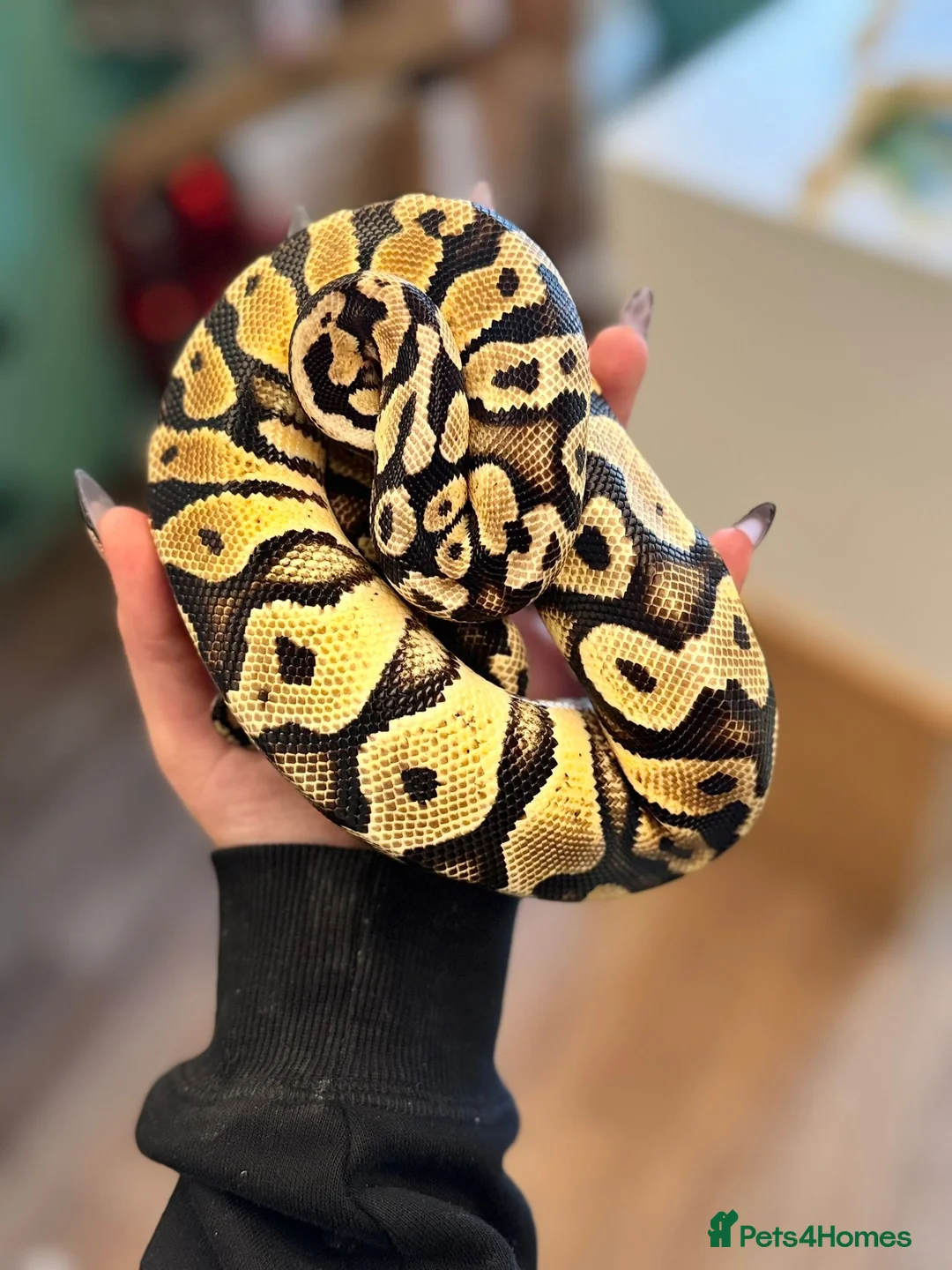 Python Snake reptiles for sale: Royal Ball python  - Advert 2