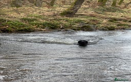 Labrador Retriever dogs for sale: KC Registered Health Tested Working Labs - Image 19