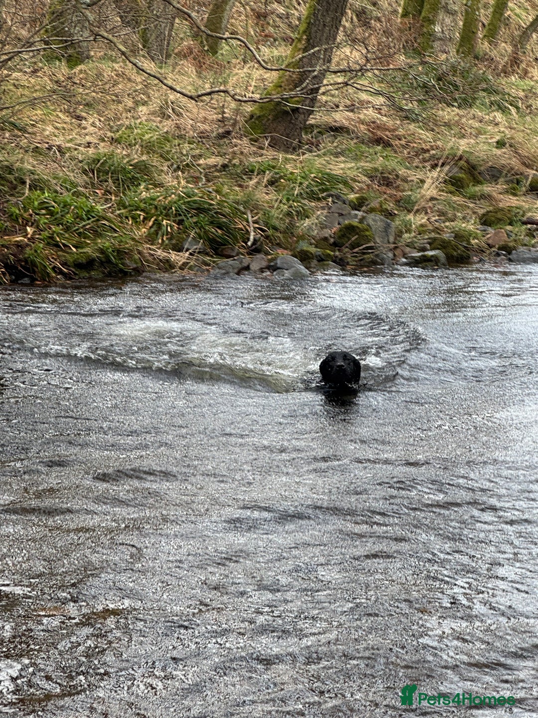 Labrador Retriever dogs for sale: KC Registered Health Tested Working Labs - Image 19