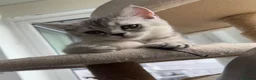 Scottish Fold cats for sale: Lovely kittens looking for new family 😻 - Advert 9