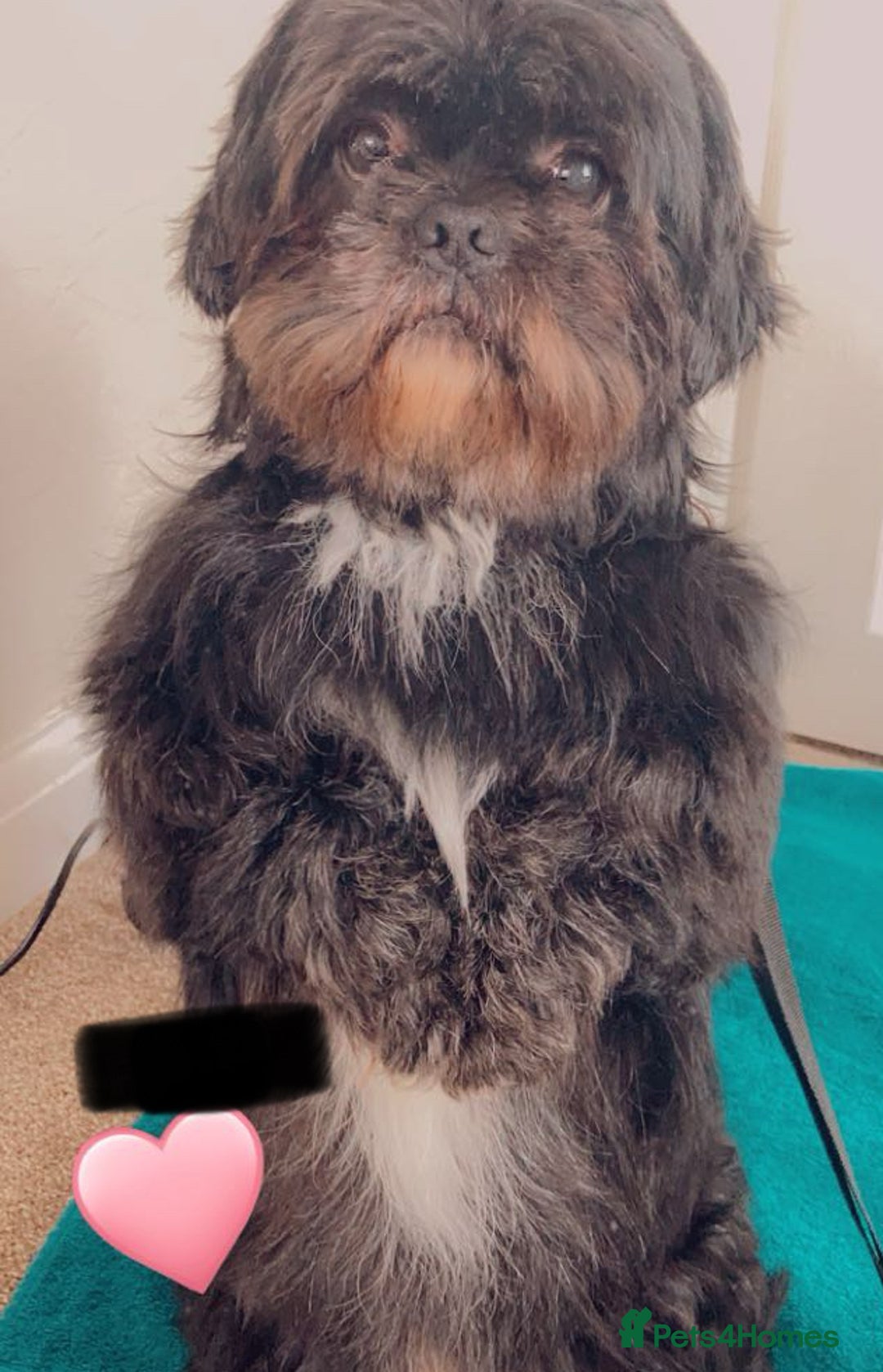 Shih Tzu dogs for stud: Dog for stud  - Image 6
