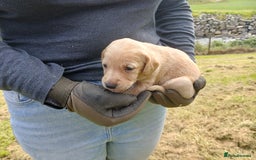 Cockerdor dogs for sale: Gorgeous cockador Puppies - Image 10