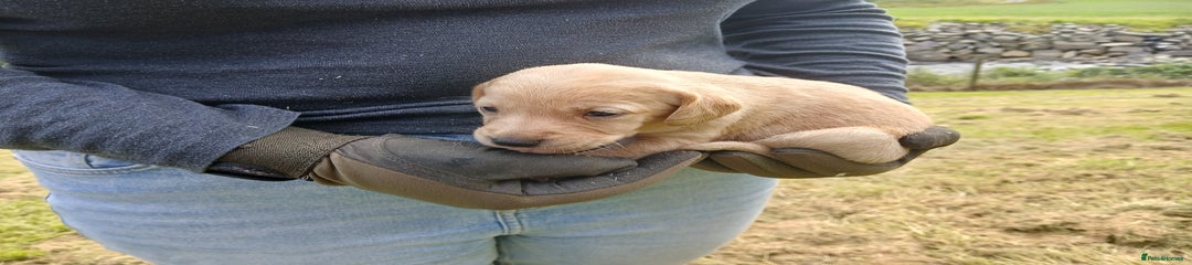Cockerdor Puppy 7