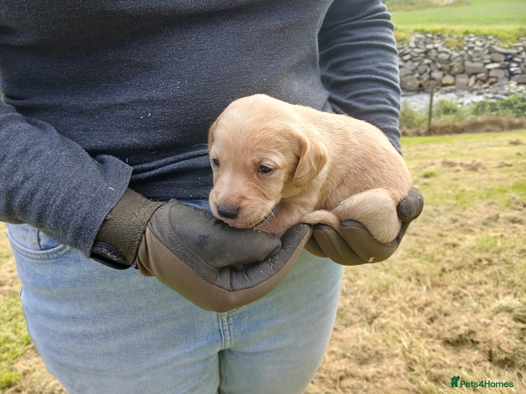 Cockerdor dogs for sale: Gorgeous cockador Puppies - Image 10
