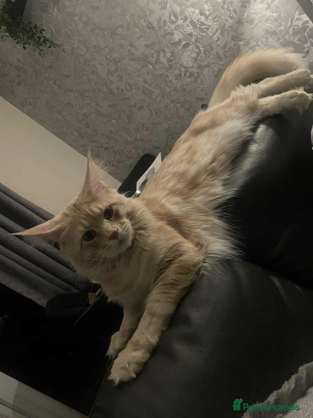 Maine Coon cats for sale: 6 Beautiful main coon kittens - Advert 9