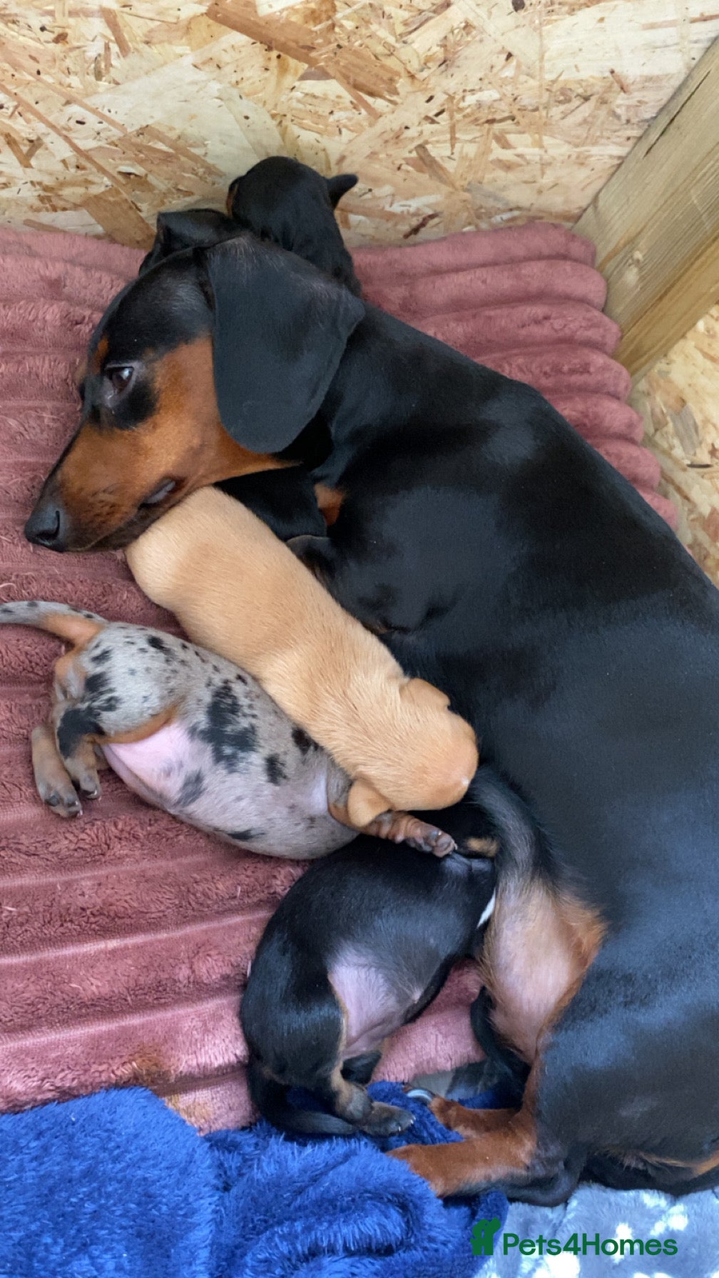 Miniature Dachshund dogs Stunning miniature dachshund puppies, 2 LEFT!!! - Advert 1