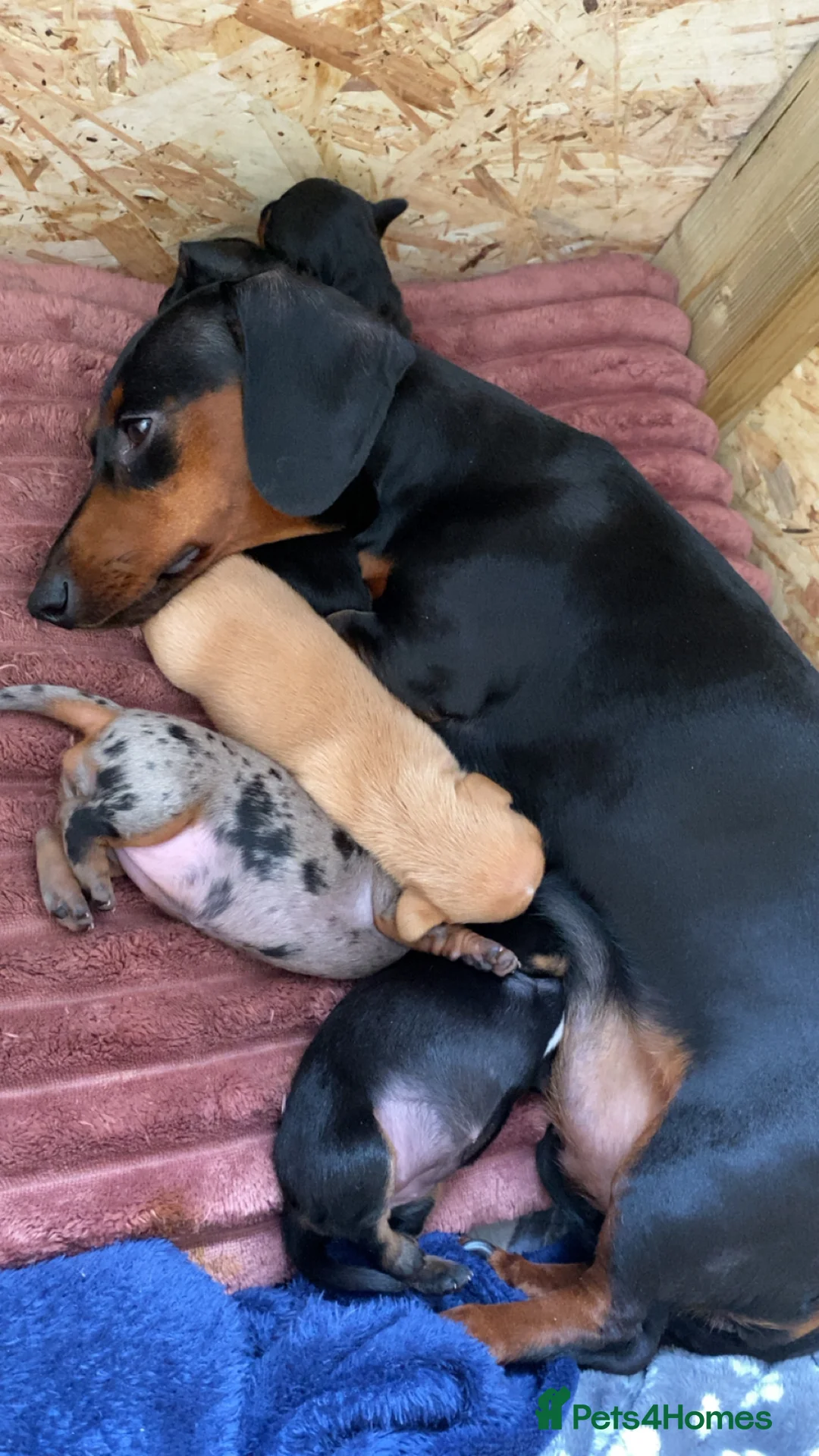 Miniature Dachshund dogs for sale: Stunning miniature dachshund puppies, 2 LEFT!!! - Advert 1