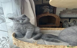 British Shorthair cats for sale: British Shorthair GCCF Registered Kittens  - Image 1