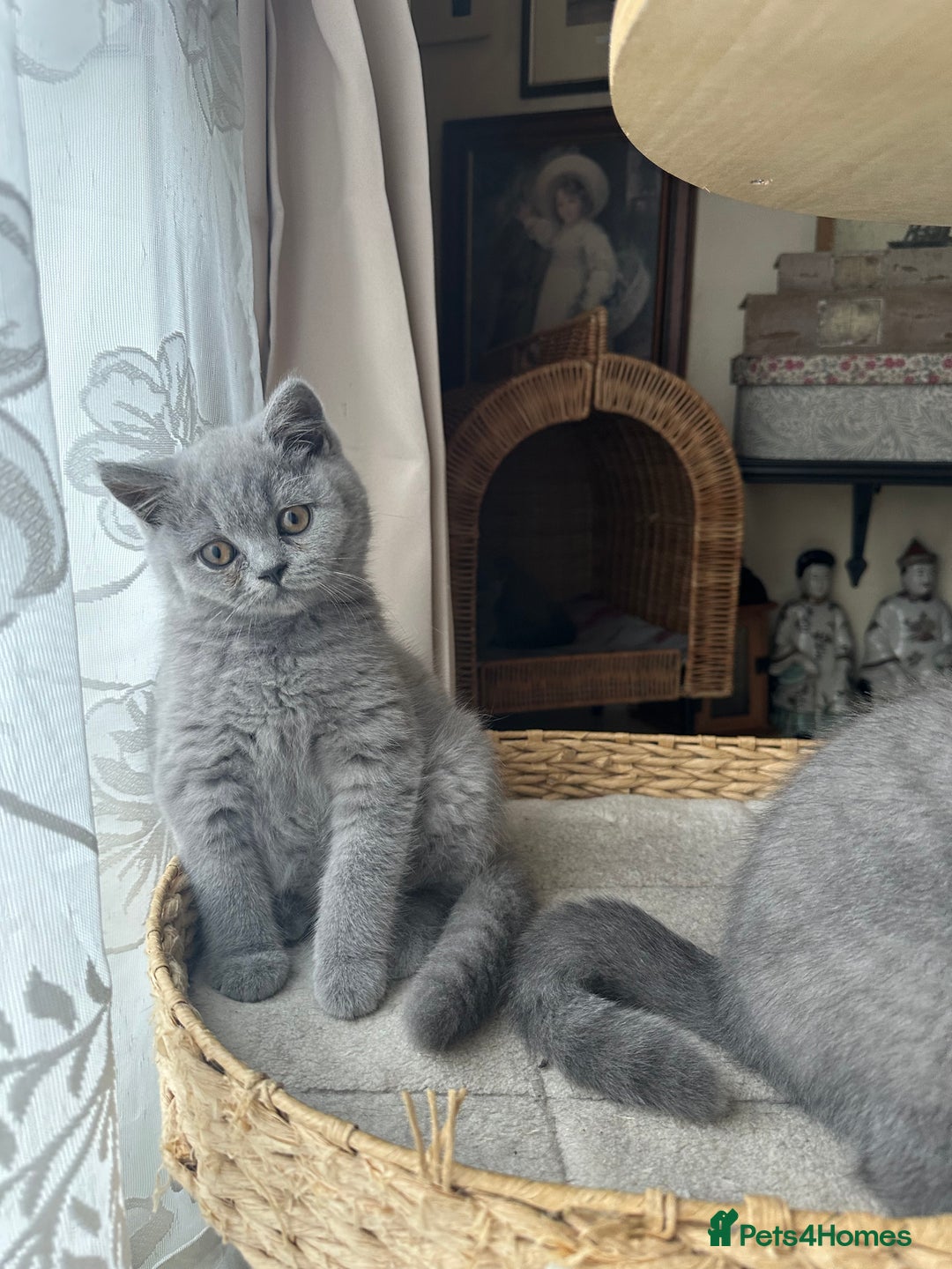 British Shorthair cats for sale: British Shorthair GCCF Registered Kittens  - Image 1