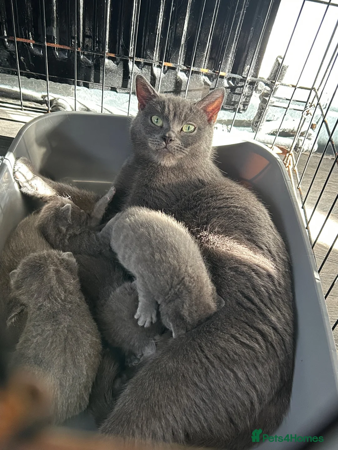 British Shorthair cats for sale: Beautiful British shorthair  - Advert 1