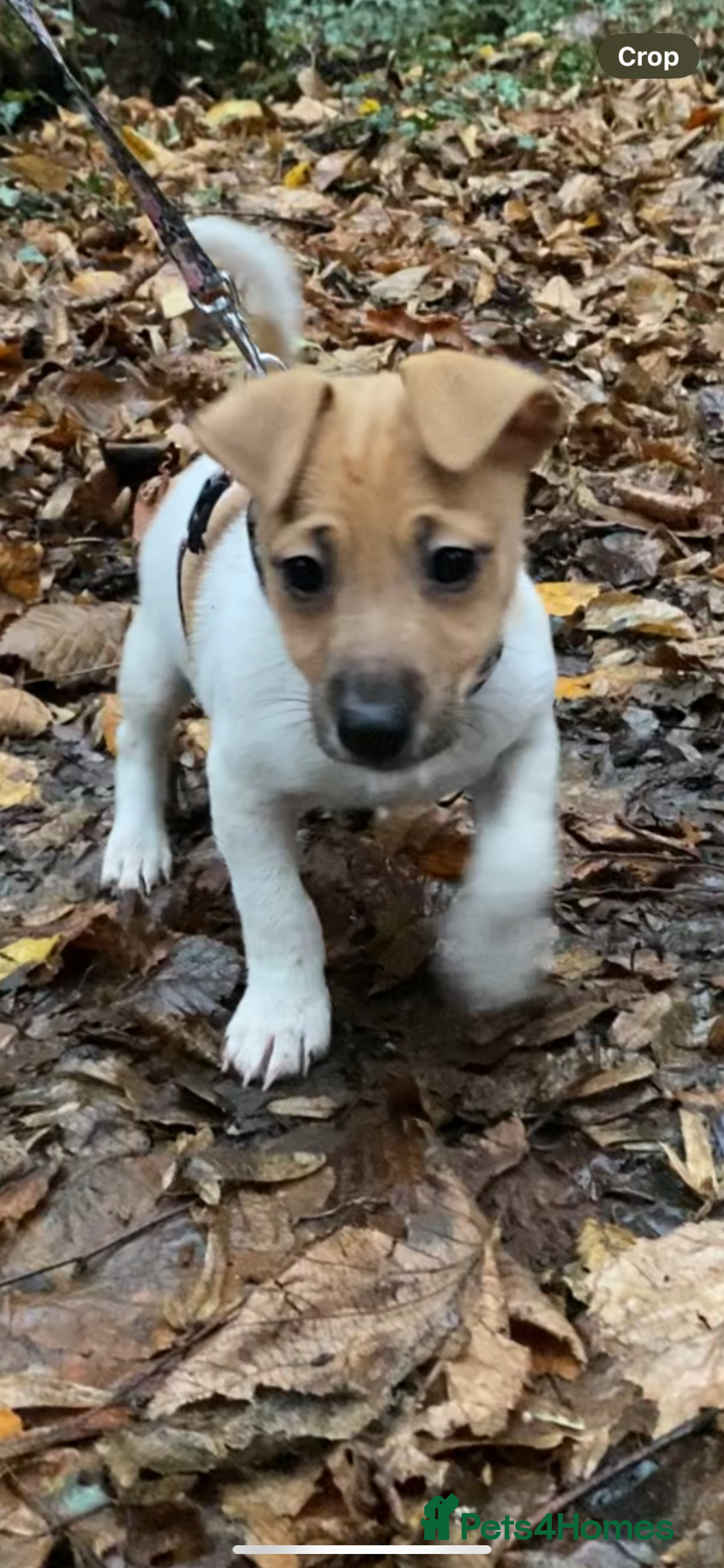 Jack Russell dogs for sale: Traditional small type Jack Russell girl puppy - Advert 6