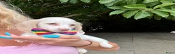 Miniature Dachshund dogs for sale: Piebald & Cream Longhairs  - Advert 7