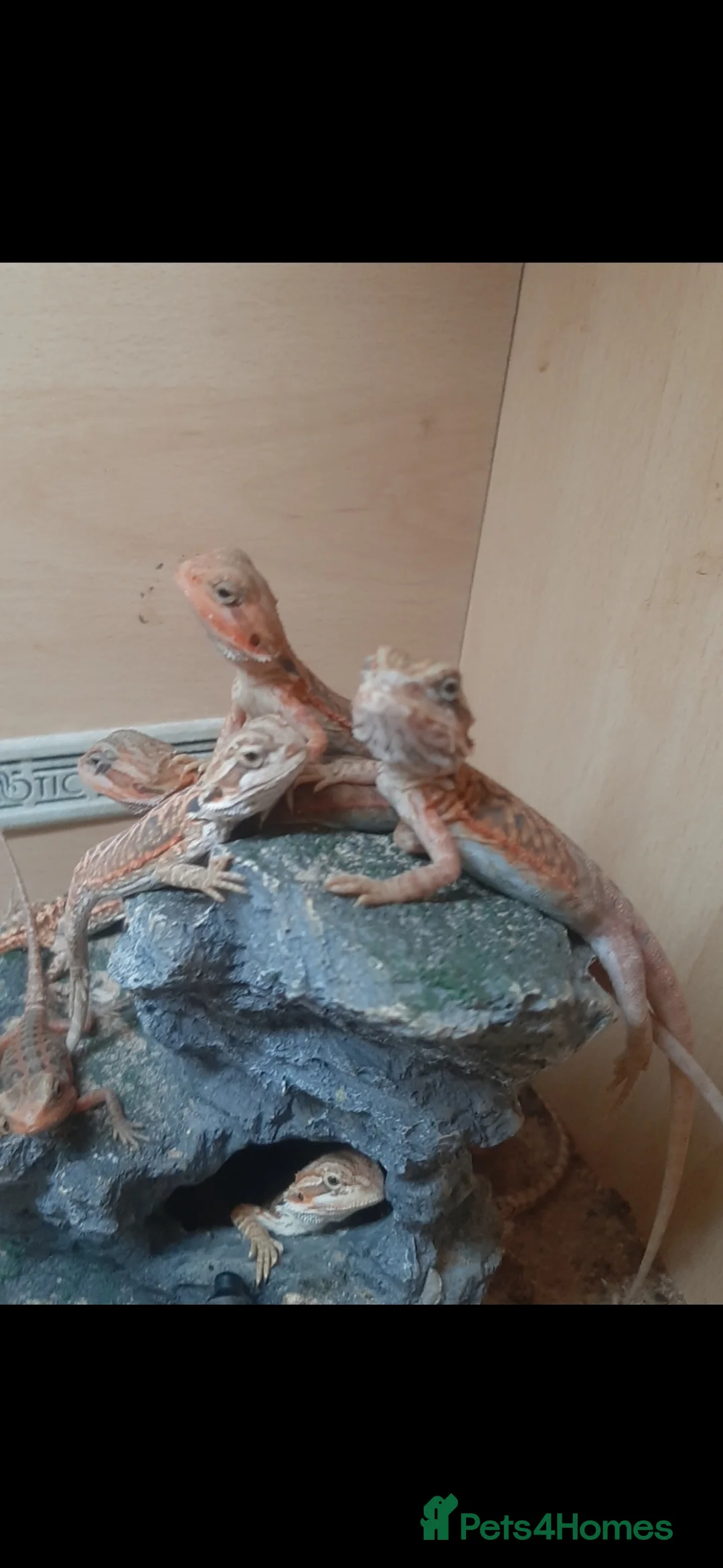 Bearded Dragon reptiles for sale: Gorgeous Red Baby Bearded Dragons - Advert 1
