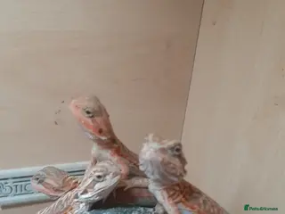 Bearded Dragon reptiles Gorgeous Red Baby Bearded Dragons - Advert 3