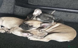 French Bulldog dogs for sale: French bulldog puppies - Image 2