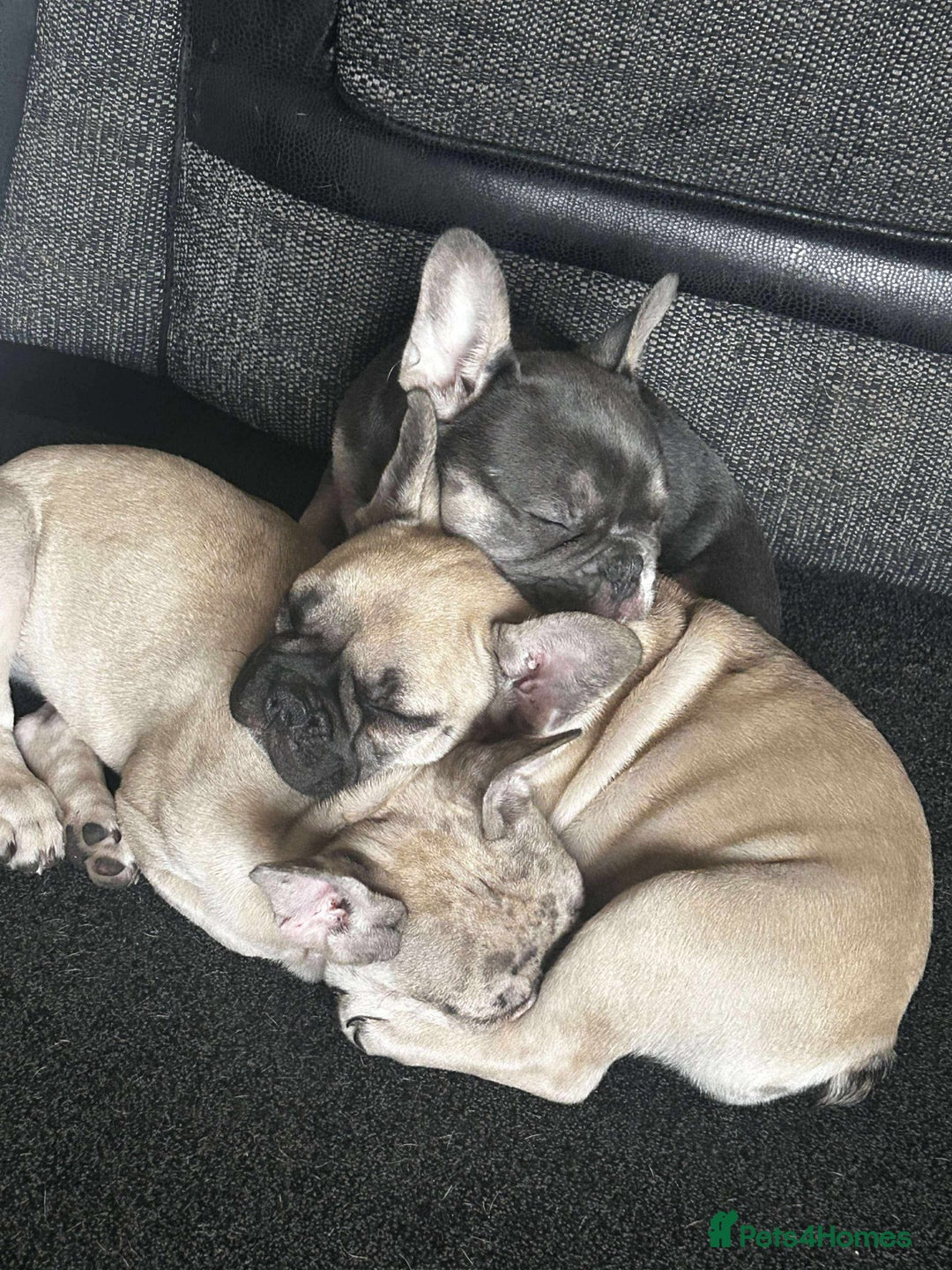 French Bulldog dogs for sale: French bulldog puppies - Image 2