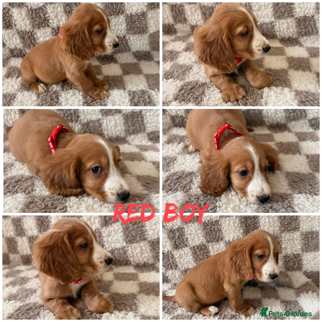 Cocker Spaniel dogs for sale: ⭐️BEAUTIFUL COCKER SPANIEL READY NOW ⭐️ - Advert 6