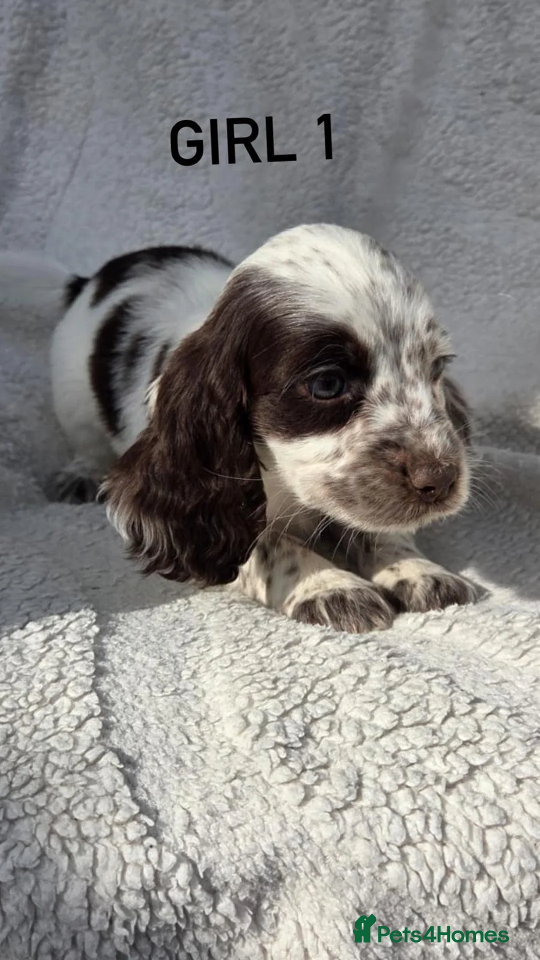 Cocker Spaniel dogs for sale: Health tested cocker spaniel puppies  in Hockley - Advert 2