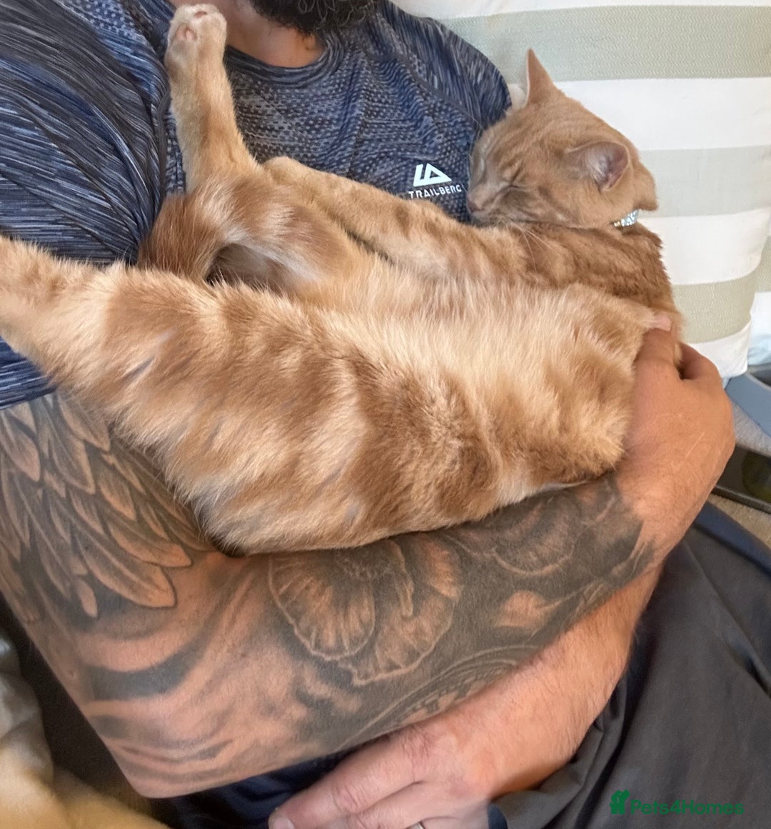 Mixed Breed cats for sale: Oliver (Olly) - Male Ginger Cat - Advert 2