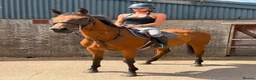 English Thoroughbred horses for sale: Easy Allrounder  - Advert 4