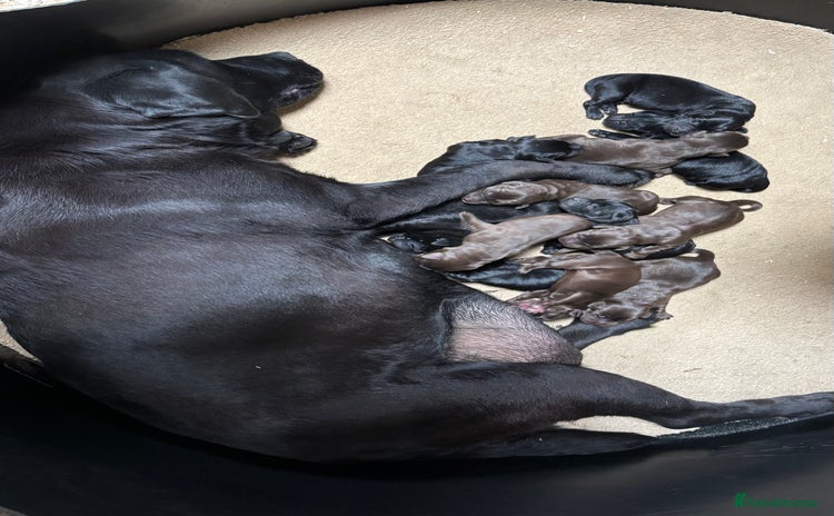 Labrador Retriever dogs - Advert 2