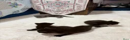 British Shorthair cats for sale:  4 Beautiful Kittens for sale 1 grey 3 Black  - Advert 12