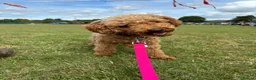 Miniature Poodle dogs for sale: Miniature Poodle puppies  - Advert 18
