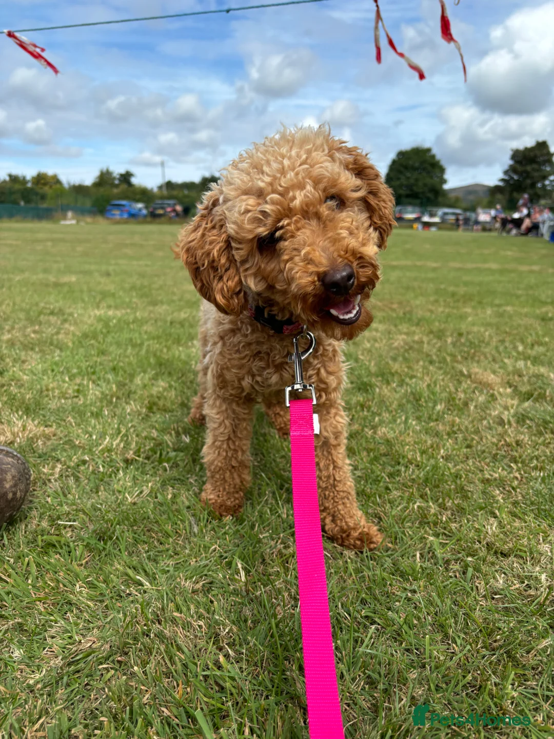 Miniature Poodle dogs for sale: Miniature Poodle puppies  - Advert 18