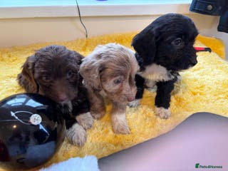 Cockapoo dogs Cockapoo puppies - Advert 2