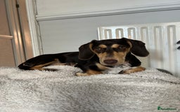 Dachshund dogs for sale: 8 month gorgeous chocolate/tri dachshund girl - Image 2