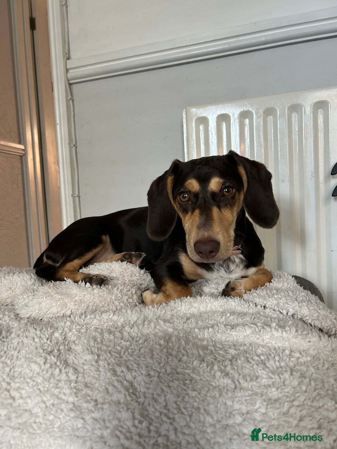 Dachshund dogs for sale: 8 month gorgeous chocolate/tri dachshund girl - Image 2