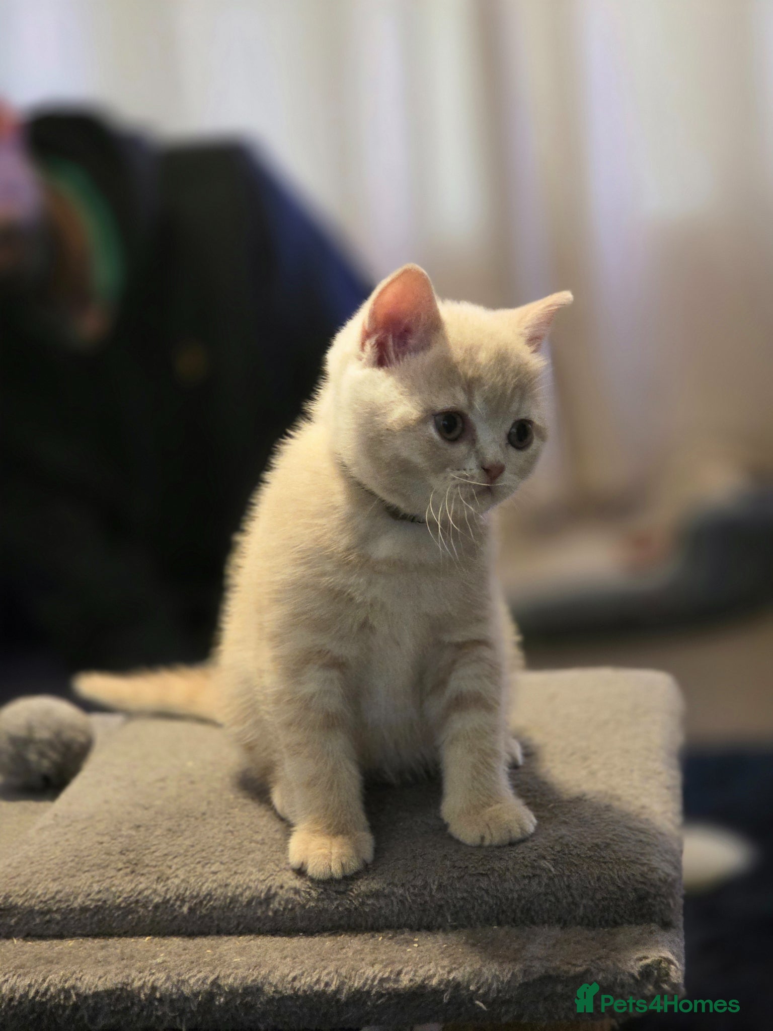 British Shorthair cats British shorthair kittens  - Advert 6