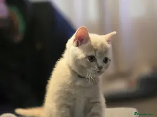 British Shorthair cats British shorthair kittens - Advert 10