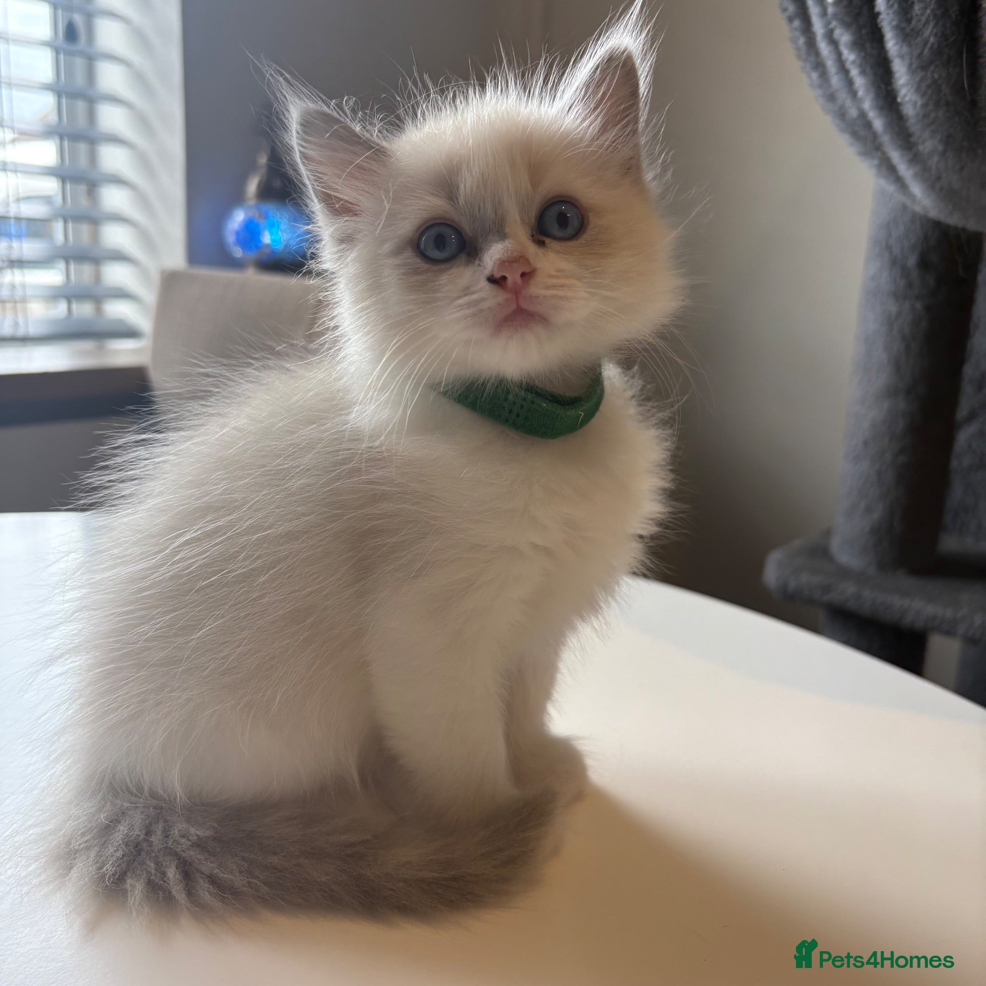 Ragdoll cats Beautiful girl Ragdolls  - Advert 18