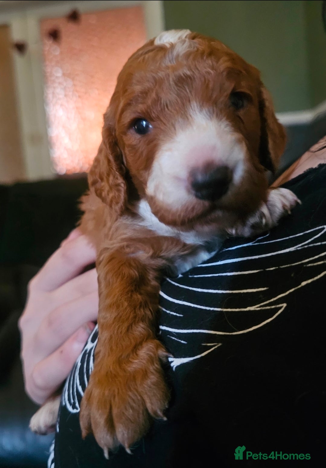 Cockapoo dogs for sale: Only two puppies left! Ready to go 9th December! - Advert 11