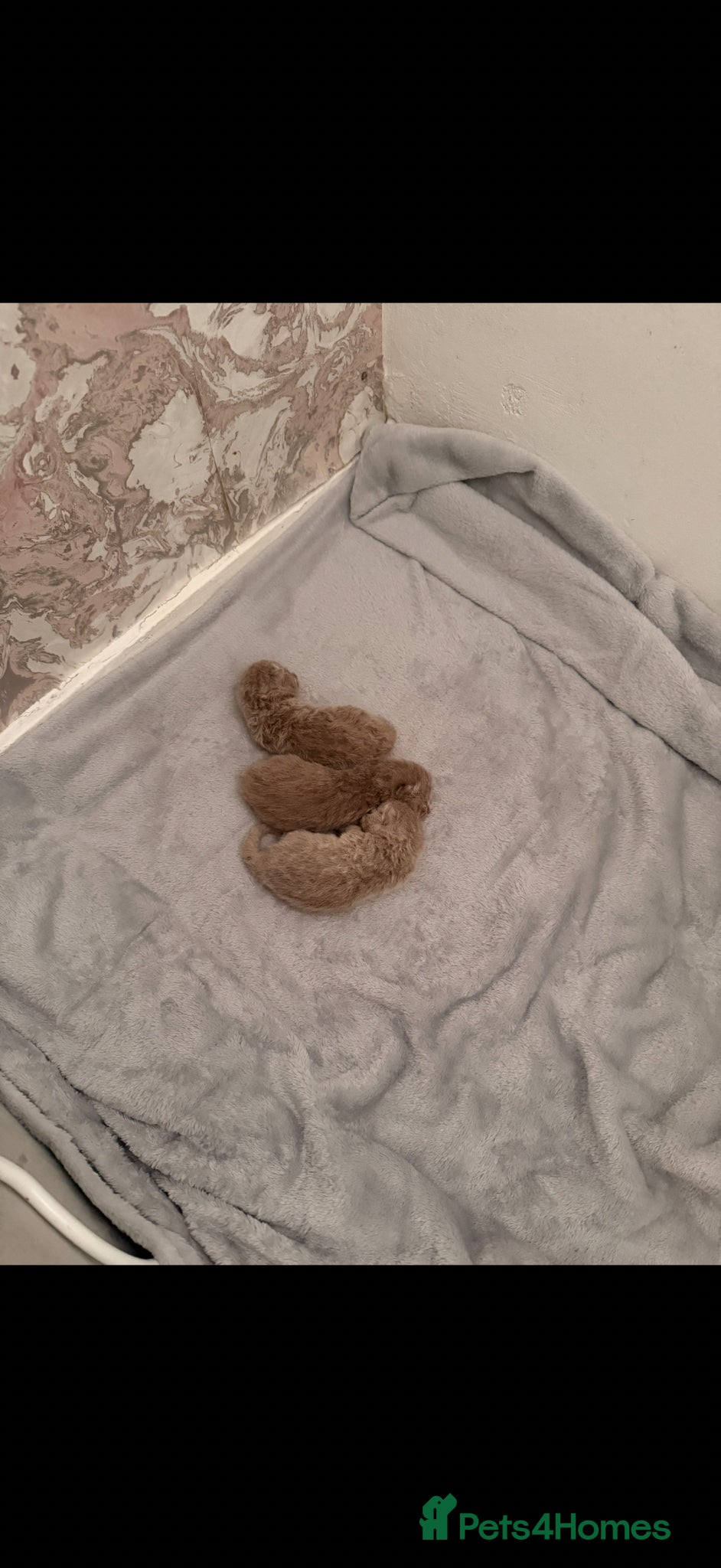 British Shorthair cats for sale: 3 gorgeous British shorthair  in Cheadle - Advert 4