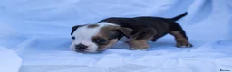 English Bulldog dogs for sale: English bulldogs PUPPIES NEBBR REGISTERED - Advert 10
