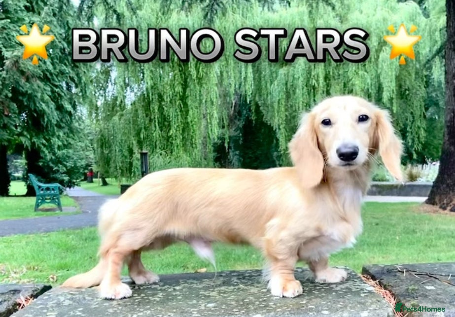 Miniature Dachshund dogs Cream & Shaded Cream KC Mini Dachshunds  - Advert 2