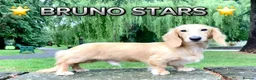 Miniature Dachshund dogs for sale: Long Haired Cream/Shaded Cream KC Mini Dachshunds  - Advert 13