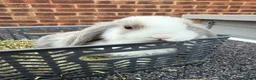 Mini Lop rabbits for sale: 8 week old mini lops. Ready now.  in Tamworth - Advert 8