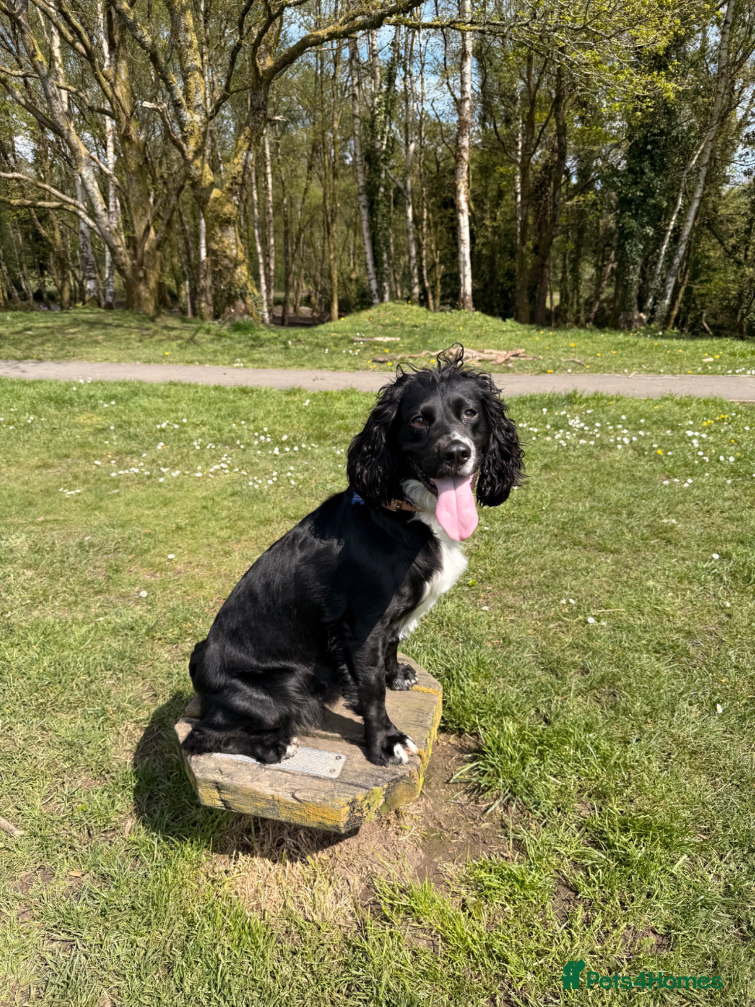 Cocker Spaniel dogs Working Cocker Spaniel Puppies  - Advert 3