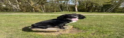 Cocker Spaniel dogs for sale: Working Cocker Spaniel Puppies  - Advert 1
