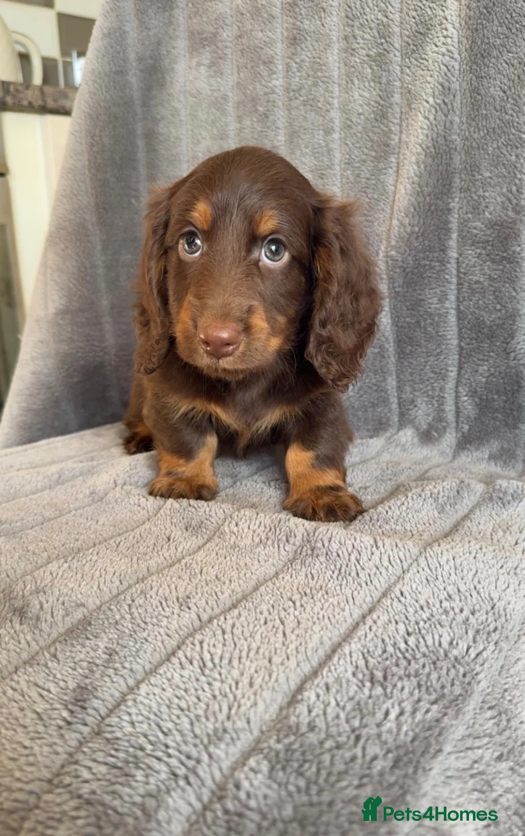 Miniature Dachshund dogs for sale: Long haired miniature dachshund puppies - Advert 1