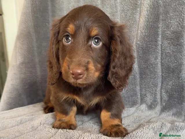 Miniature Dachshund dogs for sale: Long haired miniature dachshund puppies - Advert 4