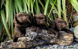 Cocker Spaniel dogs for sale: WORKING dna clear cocker spaniels  - Image 24