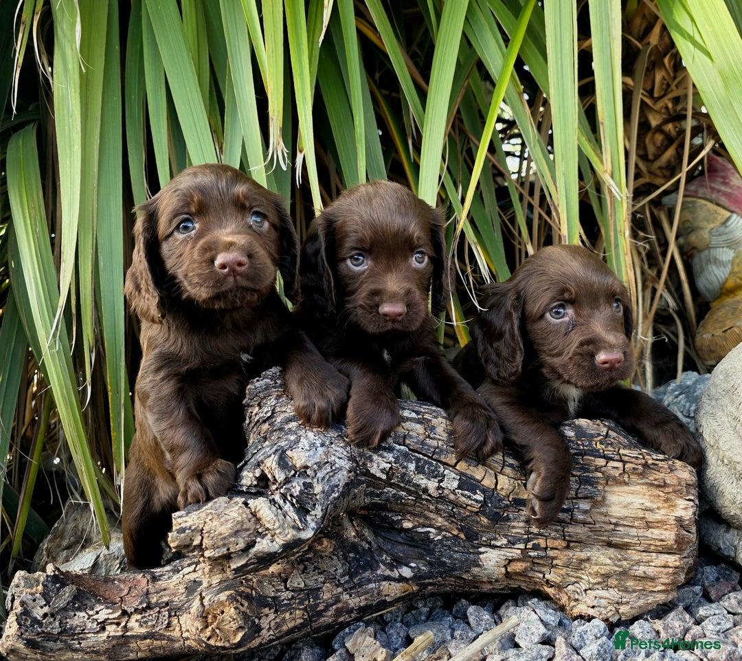 Cocker Spaniel dogs for sale: WORKING dna clear cocker spaniels  - Image 24