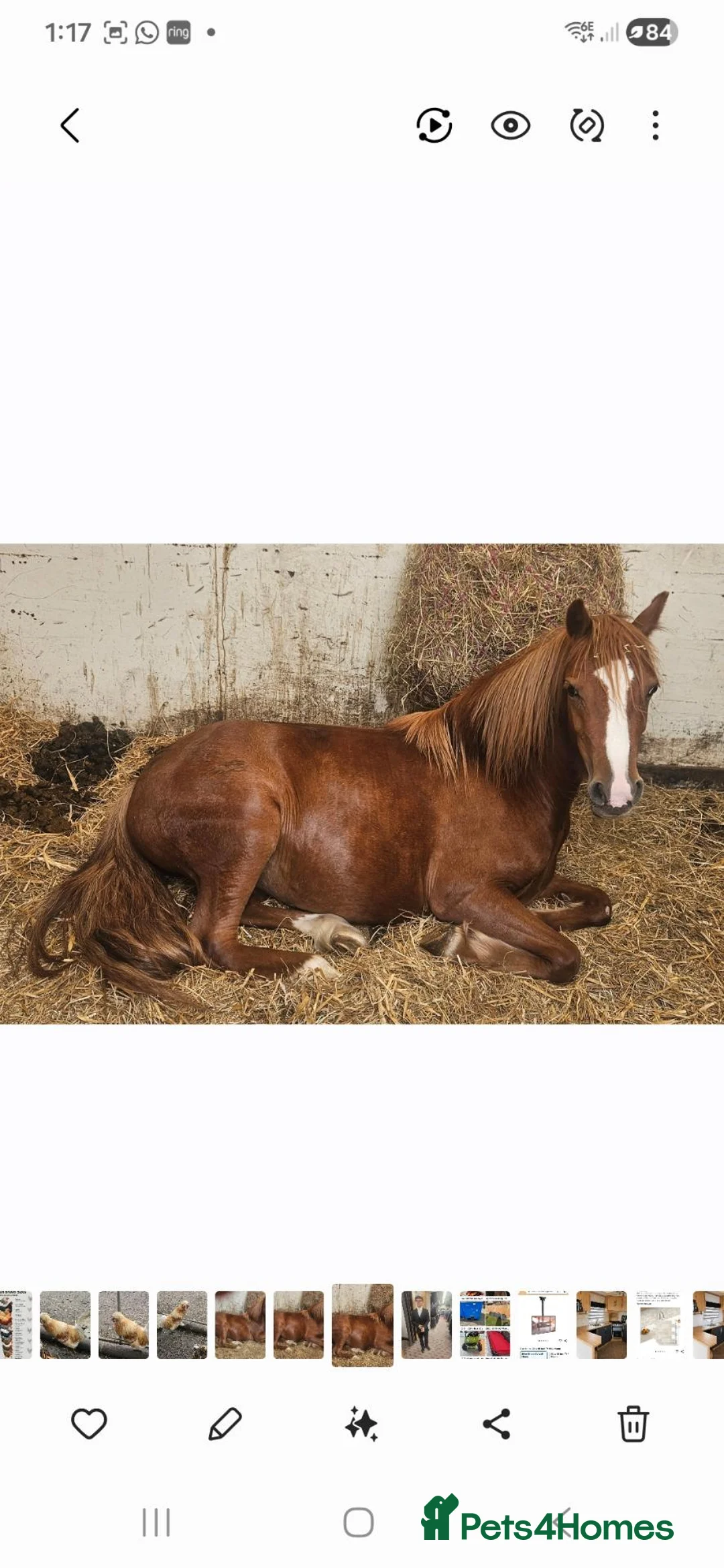 Welsh Section A horses for sale: Female Welsh section a pony - Advert 1